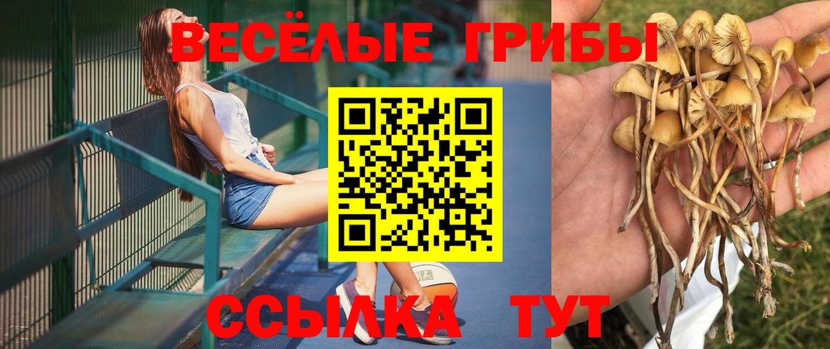 Псилоцибиновые грибы Psilocybe  Галлюциногенные грибы GOLDEN TEACHER  Урюпинск  Вход с VPN 